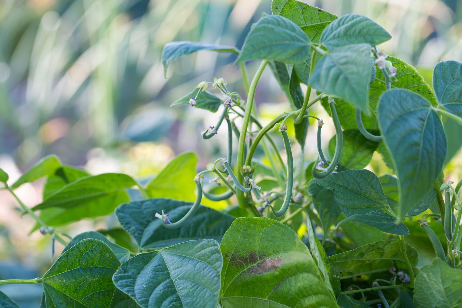 Dayton Gardeners Transform Backyards with Seasonal Climate Strategies